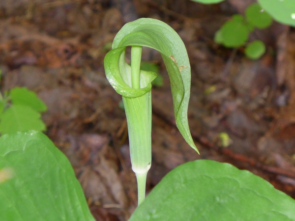 Jack in the Pulpit, Schenley Park, 16 May 2014 (photo by Kate St. John)