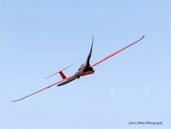 Peregrine grabs and bites the "neck" of a radio-controlled model glider (photo by Steve Shinn)