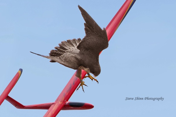 Adult female peregrine attacks remote-controlled model glider (photo by Steve Shinn)