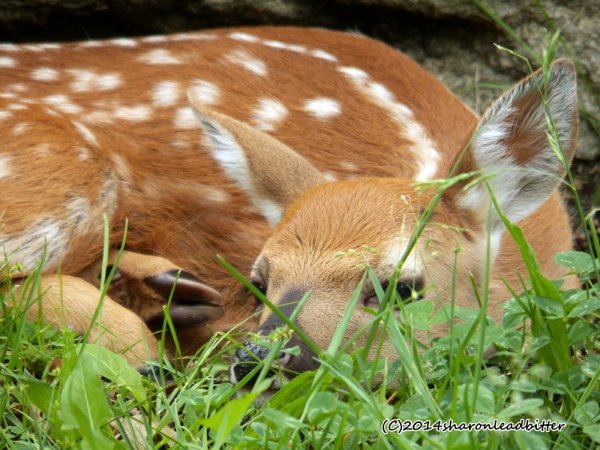Fawn at Allegheny Cemetery, May 2014 (photo by Sharon Leadbitter)