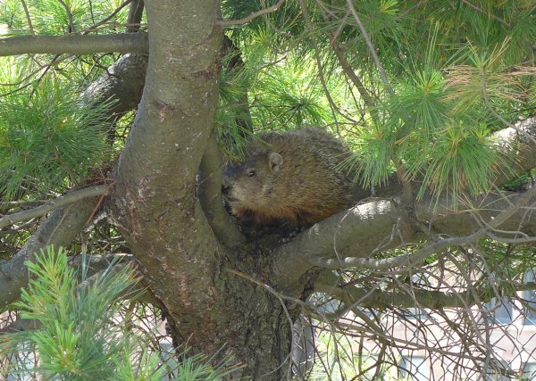 Groundhog in a tree at Flag Plaza, 31 May 2014 (photo by Kate St.John)