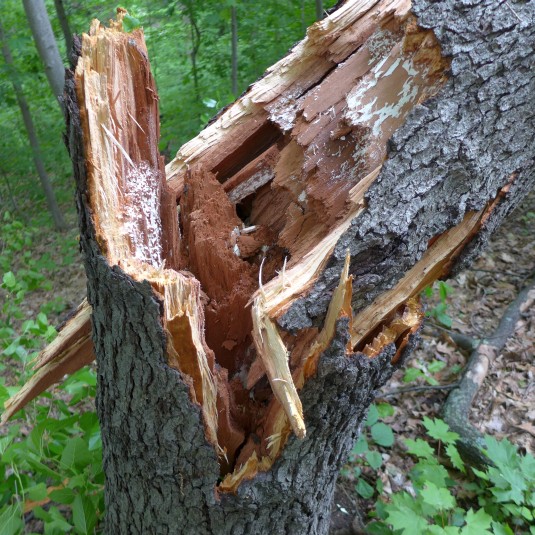 Black cherry break, 30 May 2014 (photo by Kate St. John)