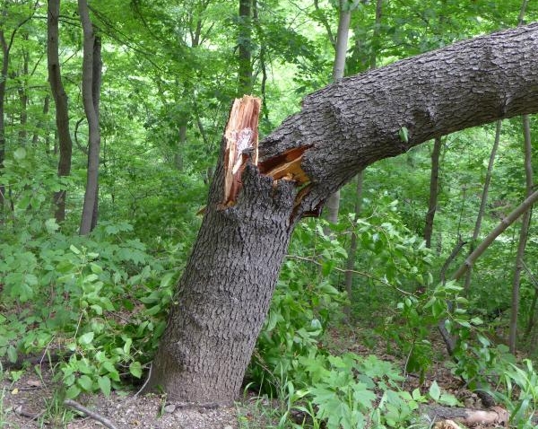 Black cherry tree toppled at Schenley Park, 30 May 2014 (photo by Kate St. John)