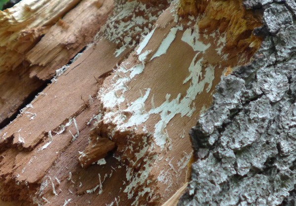 White flaky fungus. What is it? (photo by Kate St. John)