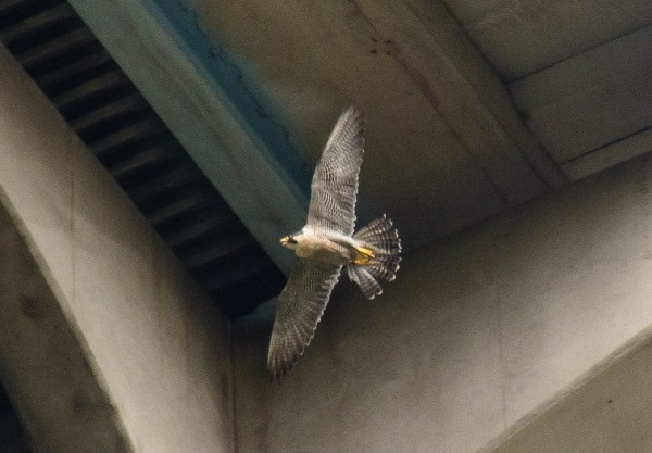 Female peregrine, Hecla, defending her nest on Banding Day, 1 July 2014 (photo by Maury Burgwin)