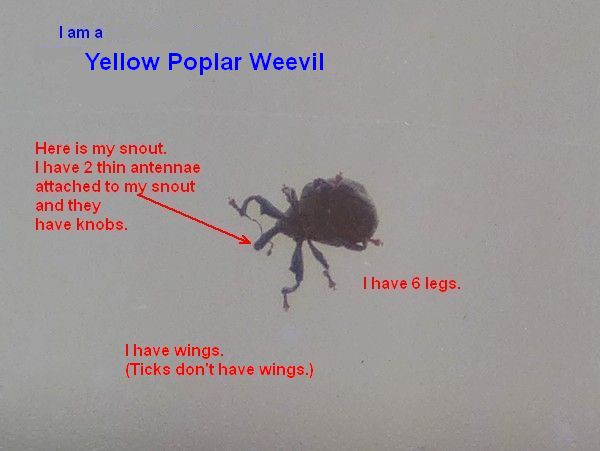 Yellow poplar weevil is not a tick (photo by Kate St. John)