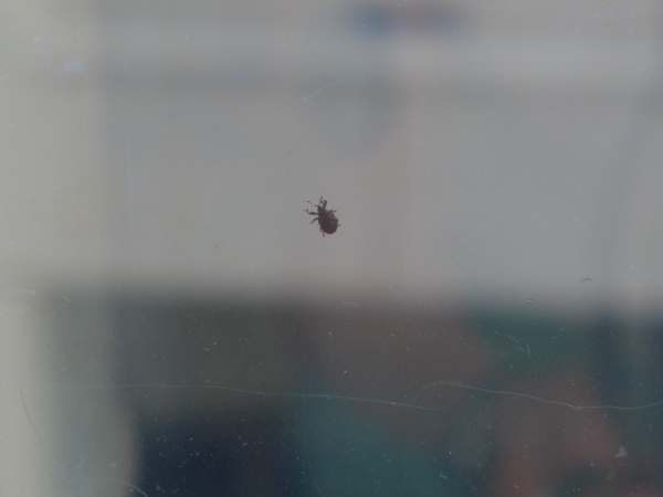 Billbug on a window (photo by Kate St. John)