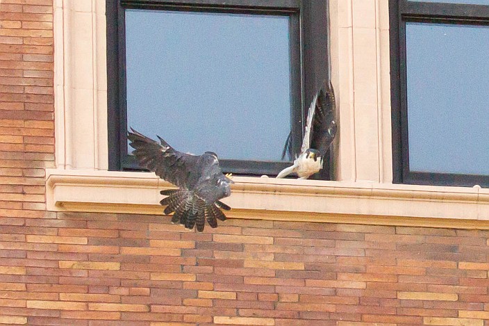 Dorothy flies in to roust a challenger, 10 Aug 2014 (photo by Peter Bell)