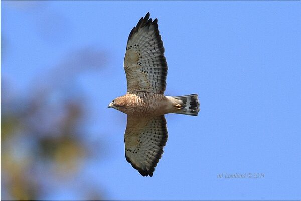 Broad-winged hawk on migration in Pennsylvania (photo by Meredith Lombard)
