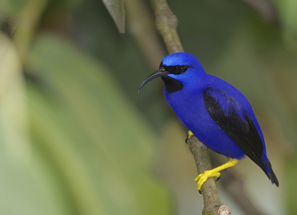 Purple honeycreeper, Trinidad (photo by Greg Smith via Flickr, Creative Commons license)