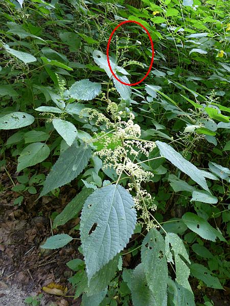Stinging nettle with crown circled in red (photo by Kate St. John)