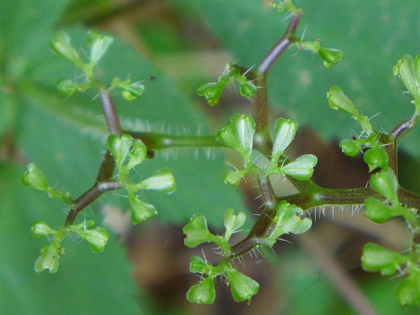 Closeup of stinging nettle crown (photo by Kate St. John)