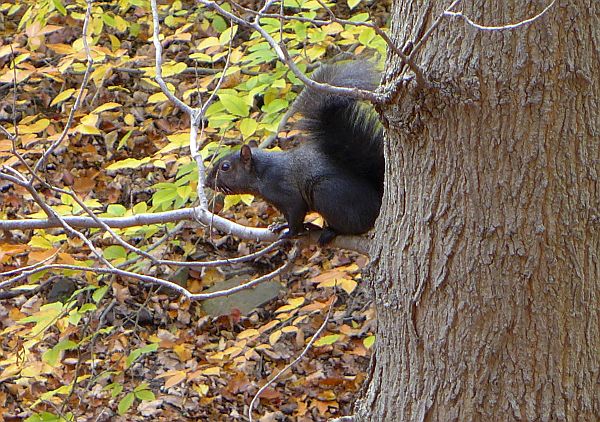 Black gray squirrel in Schenley Park (photo by Kate St. John)