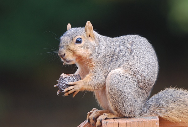 Fox squirrel with partially open black walnut (photo by Donna Foyle)
