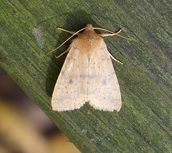 Moth found in Harrison Hills County Park, Allegheny County, 23 Oct 2014 (photo by Kate St. John)