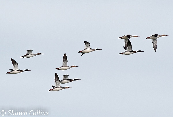 Red-breasted mergansers (photo by Shawn Collins)