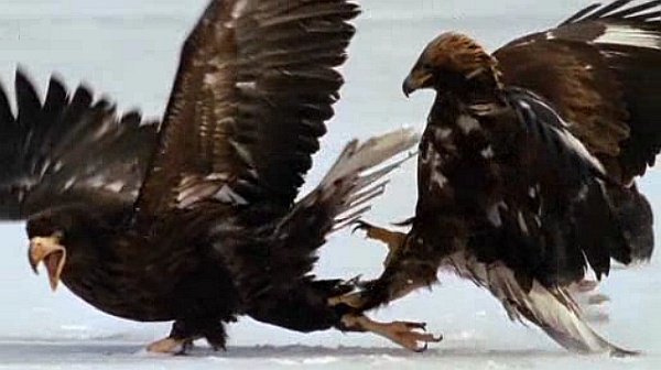 Gloden eagle grabs Stellers sea eagle by the leg in a fight over food (screenshot from National Geographic online)