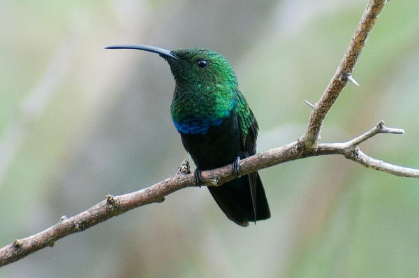 Green-throated Carib (photo by Marc AuMarc via Flickr, Creative Commons license)
