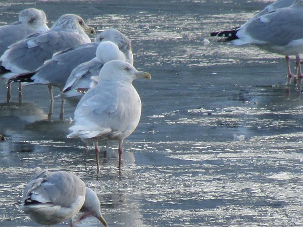 Glaucous gull at Pittsburgh's Point, 31 January 2015 (photo by Tim Vechter)