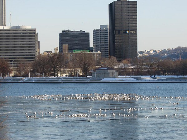 The gull flock begins to gather at the Point (photo by Tim Vechter)