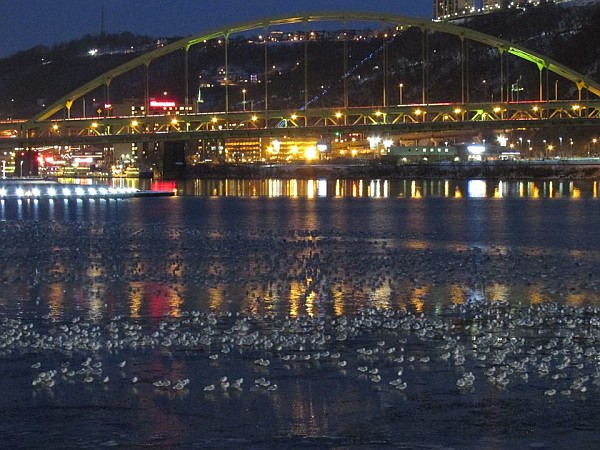 Gulls at Pittsburgh's Point at night, 31 January 2015 (photo by Tim Vechter)