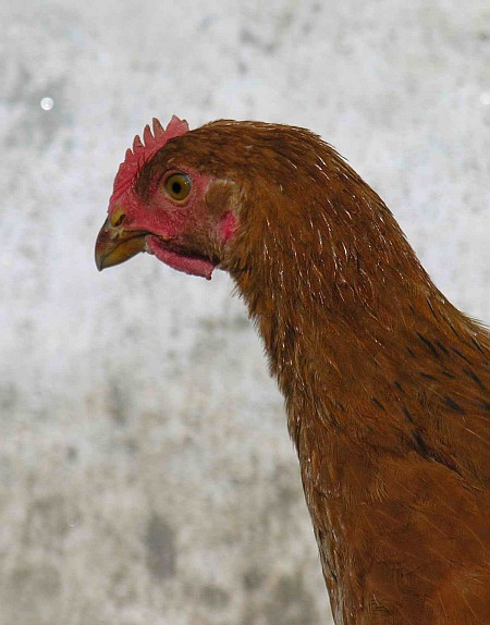 Chicken (photo by Luis Miguel Bugallo Sánchez via Wikimedia Commons)