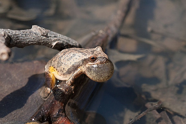 Spring peeper calling in the Ozarks (photo by Justin Meissen via Wikimedia Commons)