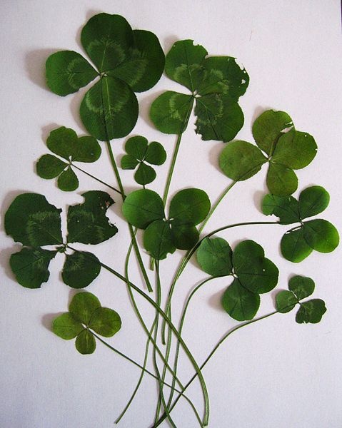 A selection of four-leaf clovers (photo from Wikimedia Commons)