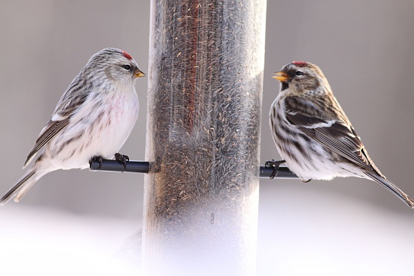 Hoary redpoll and common redpoll at feeder in Alberta, Canada (photo by dfaulder via Wikimedia Commons)