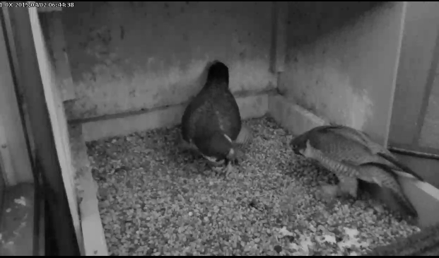 Dorothy and E2 discuss the first egg (photo from the National Aviary falconcam at University of Pittsburgh)
