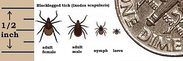 Chart of black-legged tick life stages (image from Wikimedia Commons)