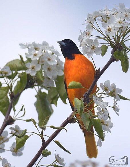 Baltimore oriole (photo by Steve Gosser)