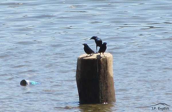 Common grackles contempplating the Mon River (photo by John English)