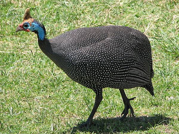 Helmeted guineafowl (photo by Dick Daniels via Wikimedia Commons)