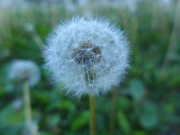 Dandelion fluff (photo by Kate St. John)
