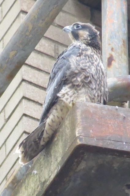 The last nestling (#3) at the Downtown nest on Wed. June 17, 2015 (photo by Lori Maggio)