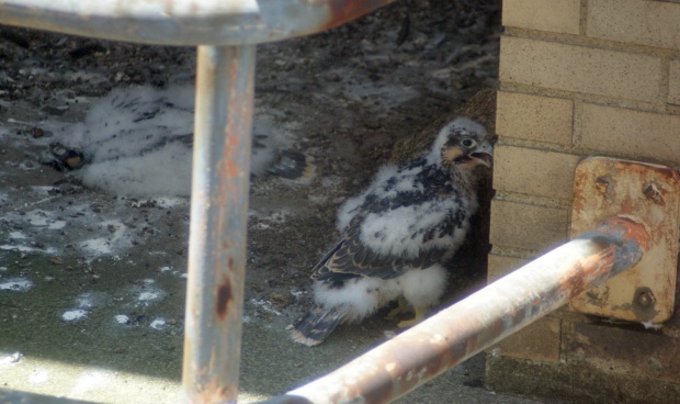 Two peregrine nestlings, obviously different ages,Downtown Pittsburgh, 5 June 2015 (photo by Matthew Digiacomo)