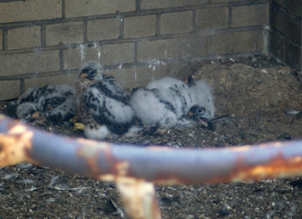 Downtown Pittsburgh peregrine nestlings, 5 June 2015 (photo by Matthew Digiacomo)