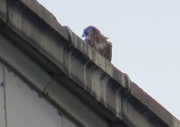 Fledgling #3 above the rescue porch, Thurs. 18 June 2015 (photo by Lori Maggio)