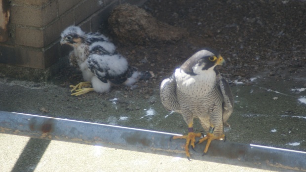 Dori guards while a nestling explores, 5 June 2015 (photo by Matthew Digiacomo)