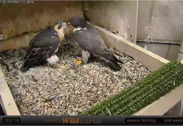 Dorothy feeding Pitt nestling, 17 June 2015 (photo from the National Aviary falconcam at Univ of Pittsburgh)