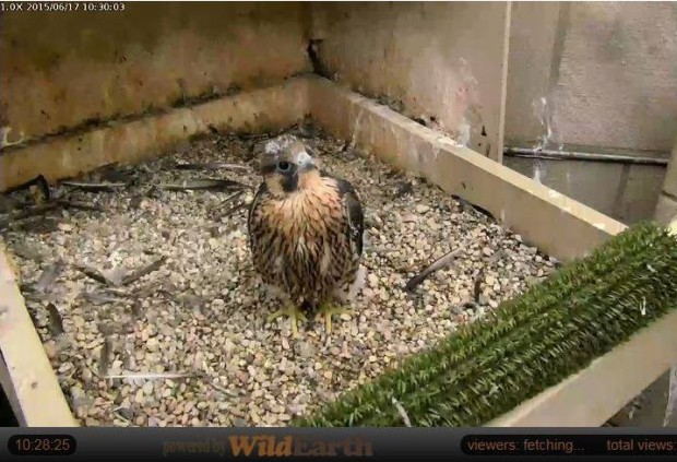 Peregrine nestling at Pitt, 17 June 2015 (photo from the National Aviary falconcam at Univ of Pittsburgh)