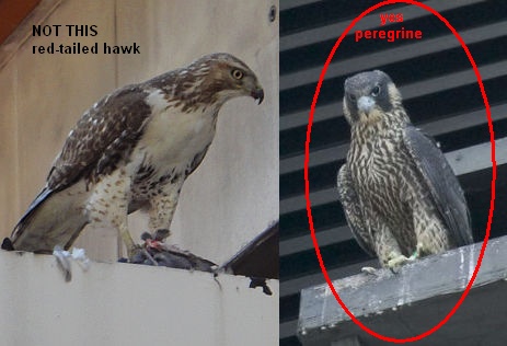 Comparison: red-tailed hawk & juvenile peregrine (photos by Katie Cunningham & Kim Steininger)