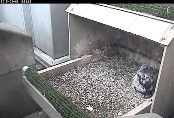 The chick almost matches the nest, 8 June 2015 (photo from the National Aviary falconcam at Univ of Pittsburgh)