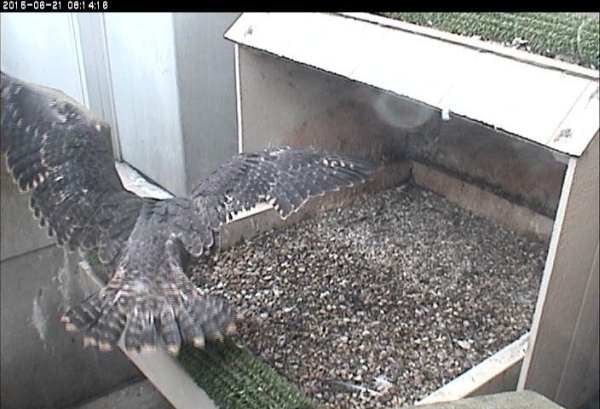 Pitt peregrine chick, right wing feather defect -- before first flight (photo from the National Aviary snapshot cam at Univ of Pittsburgh)