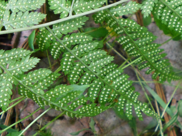 Sporogenesis under the fern leaf (photo by Kate St. John)