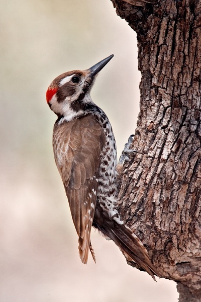 Arizona Woodpecker (photo from Wikimedia Commons)