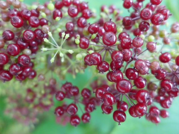 American spikenard fruit at Schenley Park, August 2015 (photo by Kate St. John)