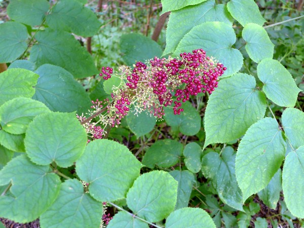 American spikenard, Schenley Park, August 2015 (photo by Kate St. John)