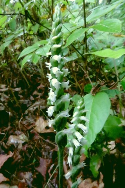 Lesser or October Ladies' Tresses (photo by Dianne Machesney)
